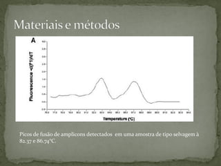 Picos de fusão de amplicons detectados em uma amostra de tipo selvagem à
82.37 e 86.74°C.
 