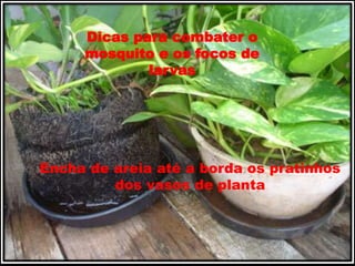 Dicas para combater o 
mosquito e os focos de 
larvas 
Encha de areia até a borda os pratinhos 
dos vasos de planta 
 