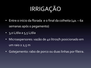 IRRIGAÇÃO
• Entre o início da florada e o final da colheita (4a. – 6a
  semanas após o pegamento)
• 3,0 L/dia a 5,5 L/dia
• Microaspersores: vazão de 40 litros/h posicionado em
  um raio ≥ 2,5 m
• Gotejamento: rabo de porco ou duas linhas por fileira.
 