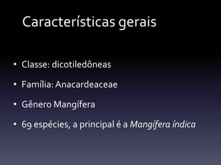 Características gerais

• Classe: dicotiledôneas

• Família: Anacardeaceae

• Gênero Mangífera

• 69 espécies, a principal é a Mangífera índica
 