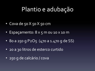 Plantio e adubação

• Cova de 50 X 50 X 50 cm

• Espaçamento: 8 x 5 m 0u 10 x 10 m

• 80 a 250 g P2O5 (470 a 1.470 g de SS)

• 20 a 30 litros de esterco curtido

• 250 g de calcário / cova
 