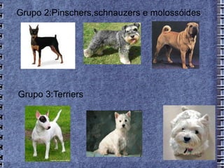 Grupo 2:Pinschers,schnauzers e molossóides




Grupo 3:Terriers
 