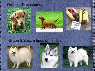 Grupo 4:Dachshunds




Grupo 5:Spitz e tipos primitivos
 
