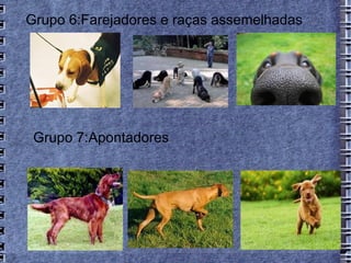 Grupo 6:Farejadores e raças assemelhadas




 Grupo 7:Apontadores
 
