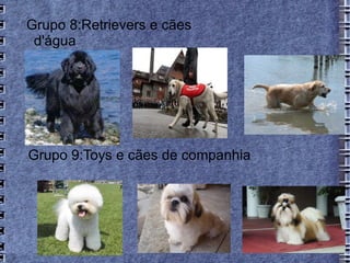 Grupo 8:Retrievers e cães
 d'água




Grupo 9:Toys e cães de companhia
 