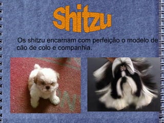 Os shitzu encarnam com perfeição o modelo de
cão de colo e companhia.
 