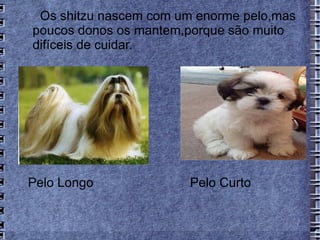 Os shitzu nascem com um enorme pelo,mas
poucos donos os mantem,porque são muito
difíceis de cuidar.




Pelo Longo             Pelo Curto
 