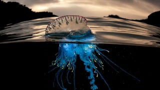 CIKM AnalytiCup 2017: Bagging Model for Product Title Quality with Noise