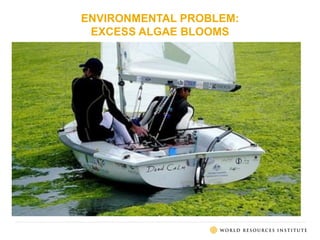 ENVIRONMENTAL PROBLEM:
EXCESS ALGAE BLOOMS
 