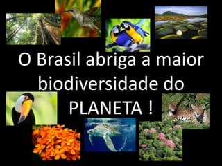 O Brasil abriga a maior
biodiversidade do
PLANETA !
 