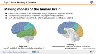 Slides Topic 2_ Brain Anatomy _ Function.pptx
