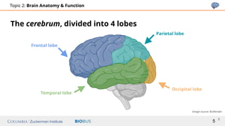 Slides Topic 2_ Brain Anatomy _ Function.pptx