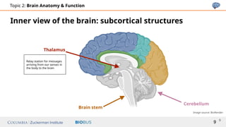 Slides Topic 2_ Brain Anatomy _ Function.pptx