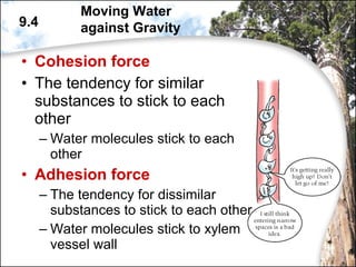 • Cohesion force
• The tendency for similar
substances to stick to each
other
– Water molecules stick to each
other
• Adhesion force
– The tendency for dissimilar
substances to stick to each other
– Water molecules stick to xylem
vessel wall
9.4
Moving Water
against Gravity
 