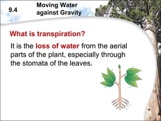 What is transpiration?
It is the loss of water from the aerial
parts of the plant, especially through
the stomata of the leaves.
9.4
Moving Water
against Gravity
 