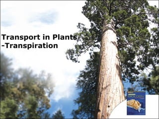 Transport in Plants
-Transpiration
 