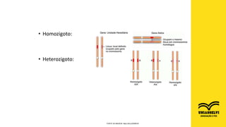 • Homozigoto:
• Heterozigoto:
FONTE DA IMAGEM: https://bit.ly/2W66Vef
 