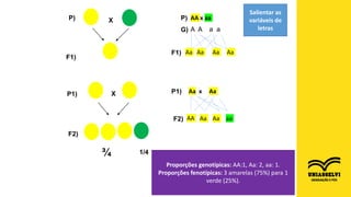 P)
F1)
P1)
X
X
F2)
¾ 1/4
AA x aa
P)
G)
Salientar as
variáveis de
letras
A A a a
Aa Aa Aa Aa
F1)
P1) Aa x Aa
AA Aa Aa aa
F2)
Proporções genotípicas: AA:1, Aa: 2, aa: 1.
Proporções fenotípicas: 3 amarelas (75%) para 1
verde (25%).
 