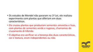 • Os estudos de Mendel não pararam na 1ª Lei, ele realizou
experimento com plantas que diferiam em duas
características.
• Ele cruzou plantas que produziam sementes amarelas e lisas,
com plantas de sementes verde e rugosas, chamamos de
cruzamento di-híbrido.
• O objetivo era verificar se a herança das duas características,
cor e textura, eram independentes ou não.
 