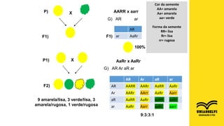 P)
F1)
P1)
X
X
F2)
Cor da semente
AA= amarela
Aa= amarela
aa= verde
Forma da semente
RR= lisa
Rr= lisa
rr= rugosa
9 amarela/lisa, 3 verde/lisa, 3
amarela/rugosa, 1 verde/rugosa
AARR x aarr
G) AR ar
AR
ar AaRr
100%
F1)
AaRr x AaRr
G) AR Ar aR ar
AR Ar aR ar
AR AARR AARr AaRR AaRr
Ar AARr AArr AaRr Aarr
aR AaRR AaRr aaRR aaRr
ar AaRr Aarr aaRr aarr
9:3:3:1
 