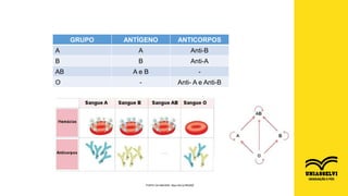 FONTE DA IMAGEM: https://bit.ly/3f5UBDl
GRUPO ANTÍGENO ANTICORPOS
A A Anti-B
B B Anti-A
AB A e B -
O - Anti- A e Anti-B
 