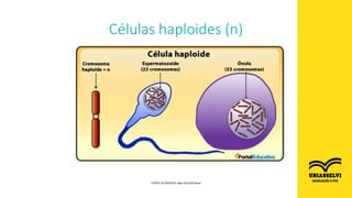 Células haploides (n)
FONTE DA IMAGEM: https://bit.ly/2KJ4xoa
 