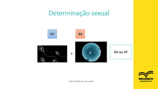 Determinação sexual
XY XX
X
X
Y
Y
X XX ou XY
+
FONTE DA IMAGEM: https://bit.ly/2VLVBVC
 