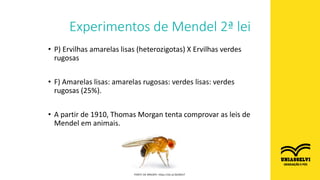 • P) Ervilhas amarelas lisas (heterozigotas) X Ervilhas verdes
rugosas
• F) Amarelas lisas: amarelas rugosas: verdes lisas: verdes
rugosas (25%).
• A partir de 1910, Thomas Morgan tenta comprovar as leis de
Mendel em animais.
Experimentos de Mendel 2ª lei
FONTE DA IMAGEM: https://bit.ly/3bOBXxT
 