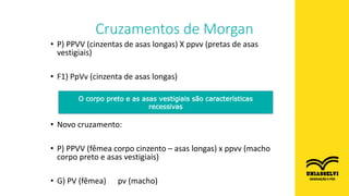 • P) PPVV (cinzentas de asas longas) X ppvv (pretas de asas
vestigiais)
• F1) PpVv (cinzenta de asas longas)
• Novo cruzamento:
• P) PPVV (fêmea corpo cinzento – asas longas) x ppvv (macho
corpo preto e asas vestigiais)
• G) PV (fêmea) pv (macho)
Cruzamentos de Morgan
O corpo preto e as asas vestigiais são características
recessivas
 