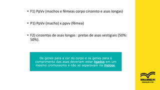 • F1) PpVv (machos e fêmeas corpo cinzento e asas longas)
• P1) PpVv (macho) x ppvv (fêmea)
• F2) cinzentas de asas longas : pretas de asas vestigiais (50%:
50%).
Os genes para a cor do corpo e os genes para o
comprimento das asas deveriam estar ligados em um
mesmo cromossomo e não se separavam na meiose.
 