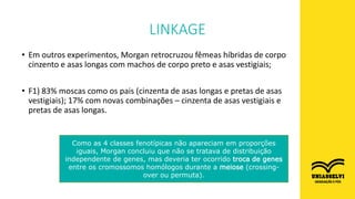 LINKAGE
• Em outros experimentos, Morgan retrocruzou fêmeas híbridas de corpo
cinzento e asas longas com machos de corpo preto e asas vestigiais;
• F1) 83% moscas como os pais (cinzenta de asas longas e pretas de asas
vestigiais); 17% com novas combinações – cinzenta de asas vestigiais e
pretas de asas longas.
Como as 4 classes fenotípicas não apareciam em proporções
iguais, Morgan concluiu que não se tratava de distribuição
independente de genes, mas deveria ter ocorrido troca de genes
entre os cromossomos homólogos durante a meiose (crossing-
over ou permuta).
 