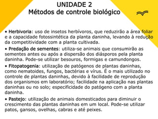 UNIDADE 2
Métodos de controle biológico
• Herbivoria: uso de insetos herbívoros, que reduzirão a área foliar
e a capacidade fotossintética da planta daninha, levando à redução
da competitividade com a planta cultivada.
• Predação de sementes: utiliza-se animais que consumirão as
sementes antes ou após a dispersão dos diásporos pela planta
daninha. Pode-se utilizar besouros, formigas e camundongos.
• Fitopatogenia: utilização de patógenos de plantas daninhas,
como nematoides, fungos, bactérias e vírus. É o mais utilizado no
controle de plantas daninhas, devido à facilidade de reprodução
dos organismos em laboratório; facilidade na aplicação nas plantas
daninhas ou no solo; especificidade do patógeno com a planta
daninha.
• Pastejo: utilização de animais domesticados para diminuir o
crescimento das plantas daninhas em um local. Pode-se utilizar
patos, gansos, ovelhas, cabras e até peixes.
 