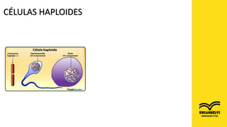FONTE: http://www.ejemplode.com/36-biologia/4444-ejemplo_de_celulas_somaticas.html
FONTE: https://www.portaleducativo.net/segundo-medio/11/celulas-haploides-y-diploides
CÉLULAS HAPLOIDES
 