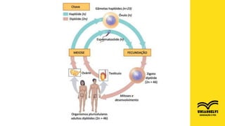 FONTE: http://seguramenteestareequivocado.blogspot.com/2015/03/
 