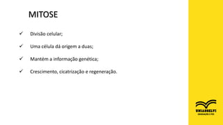 MITOSE
 Divisão celular;
 Uma célula dá origem a duas;
 Mantém a informação genética;
 Crescimento, cicatrização e regeneração.
 