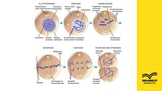 FONTE: https://owlcation.com/stem/Stages-of-the-Cell-Cycle-Mitosis-Part-2-of-2
RESUMO
 