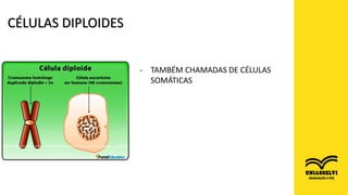 FONTE: http://www.ejemplode.com/36-biologia/4444-ejemplo_de_celulas_somaticas.html
FONTE: https://www.portaleducativo.net/segundo-medio/11/celulas-haploides-y-diploides
- TAMBÉM CHAMADAS DE CÉLULAS
SOMÁTICAS
CÉLULAS DIPLOIDES
 