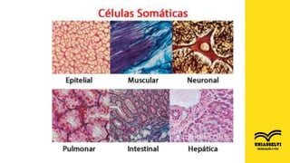 FONTE: http://www.ejemplode.com/36-biologia/4444-ejemplo_de_celulas_somaticas.html
 