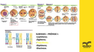FONTEhttp://ib.bioninja.com.au/standard-level/topic-3-genetics/33-meiosis/stages-of-meiosis.html/
SUBFASES – PRÓFASE I:
-Leptóteno;
-Zigóteno;
-Paquíteno;
-Diplóteno;
-Diacinese.
 