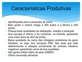 Características Produtivas
Aperfeiçoado para a produção de carne.
Bem gordo o macho chega a 300 quilos e a fêmea a 250
quilos.
Possue boas qualidades de adaptação, criação e produção.
Sua carcaça é inferior a do Landrace, no entanto, apresenta
uma maior área de olho de lombo.
Baixa qualidade da carne das linhagens portadoras do gene
halotano, ou seja, tem carcaças PSE, fato esse que está
determinando a seleção unicamente de animais halotano
negativos, garantindo carne de boa qualidade.
Alto ganho médio diário de peso (GMDP)
Ótima conversão alimentar

 