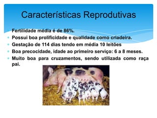 Características Reprodutivas
Fertilidade média é de 86%.
Possui boa prolificidade e qualidade como criadeira.
Gestação de 114 dias tendo em média 10 leitões
Boa precocidade, idade ao primeiro serviço: 6 a 8 meses.
Muito boa para cruzamentos, sendo utilizada como raça
pai.

 