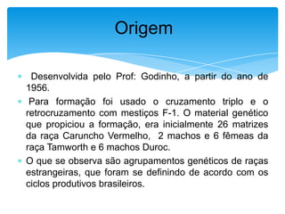 Origem
Desenvolvida pelo Prof: Godinho, a partir do ano de
1956.
Para formação foi usado o cruzamento triplo e o
retrocruzamento com mestiços F-1. O material genético
que propiciou a formação, era inicialmente 26 matrizes
da raça Caruncho Vermelho, 2 machos e 6 fêmeas da
raça Tamworth e 6 machos Duroc.
O que se observa são agrupamentos genéticos de raças
estrangeiras, que foram se definindo de acordo com os
ciclos produtivos brasileiros.

 