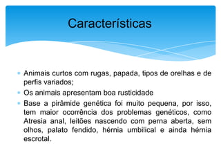 Características

Animais curtos com rugas, papada, tipos de orelhas e de
perfis variados;
Os animais apresentam boa rusticidade
Base a pirâmide genética foi muito pequena, por isso,
tem maior ocorrência dos problemas genéticos, como
Atresia anal, leitões nascendo com perna aberta, sem
olhos, palato fendido, hérnia umbilical e ainda hérnia
escrotal.

 