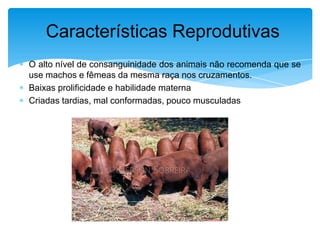 Características Reprodutivas
O alto nível de consanguinidade dos animais não recomenda que se
use machos e fêmeas da mesma raça nos cruzamentos.
Baixas prolificidade e habilidade materna
Criadas tardias, mal conformadas, pouco musculadas

 