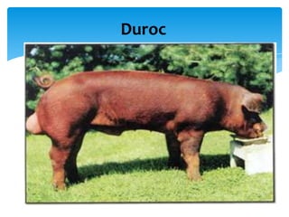 Duroc

 