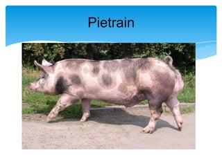 Pietrain

 