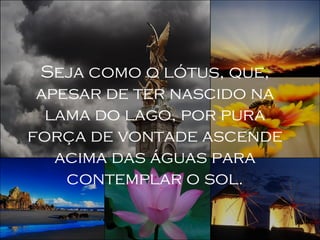 Seja como o lótus, que, apesar de ter nascido na lama do lago, por pura força de vontade ascende acima das águas para contemplar o sol. 