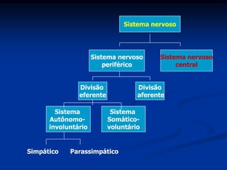 Sistema nervoso




                     Sistema nervoso     Sistema nervoso
                         periférico           central


               Divisão             Divisão
               eferente            aferente

        Sistema            Sistema
      Autônomo-           Somático-
      involuntário        voluntário


Simpático   Parassimpático
 