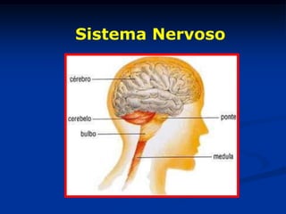Sistema Nervoso
 