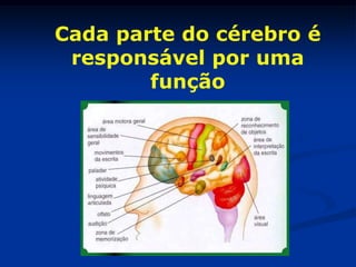 Cada parte do cérebro é
 responsável por uma
        função
 